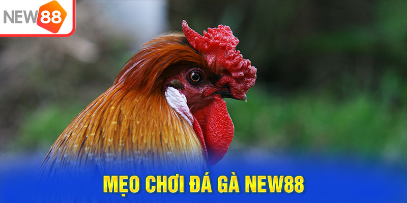 Mẹo chơi để thắng đậm khi tham gia đá gà New88