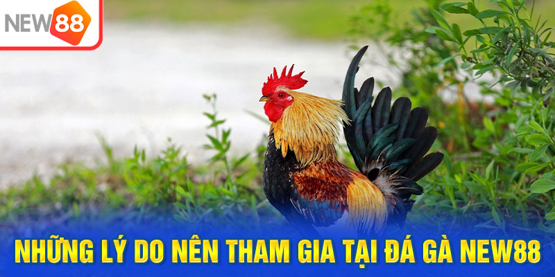 Những lý do nên tham gia tại đá gà New88