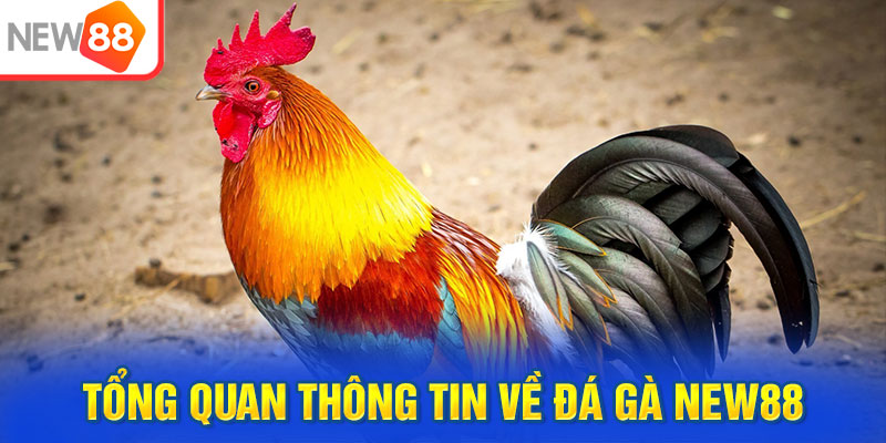 Tổng quan thông tin về đá gà New88